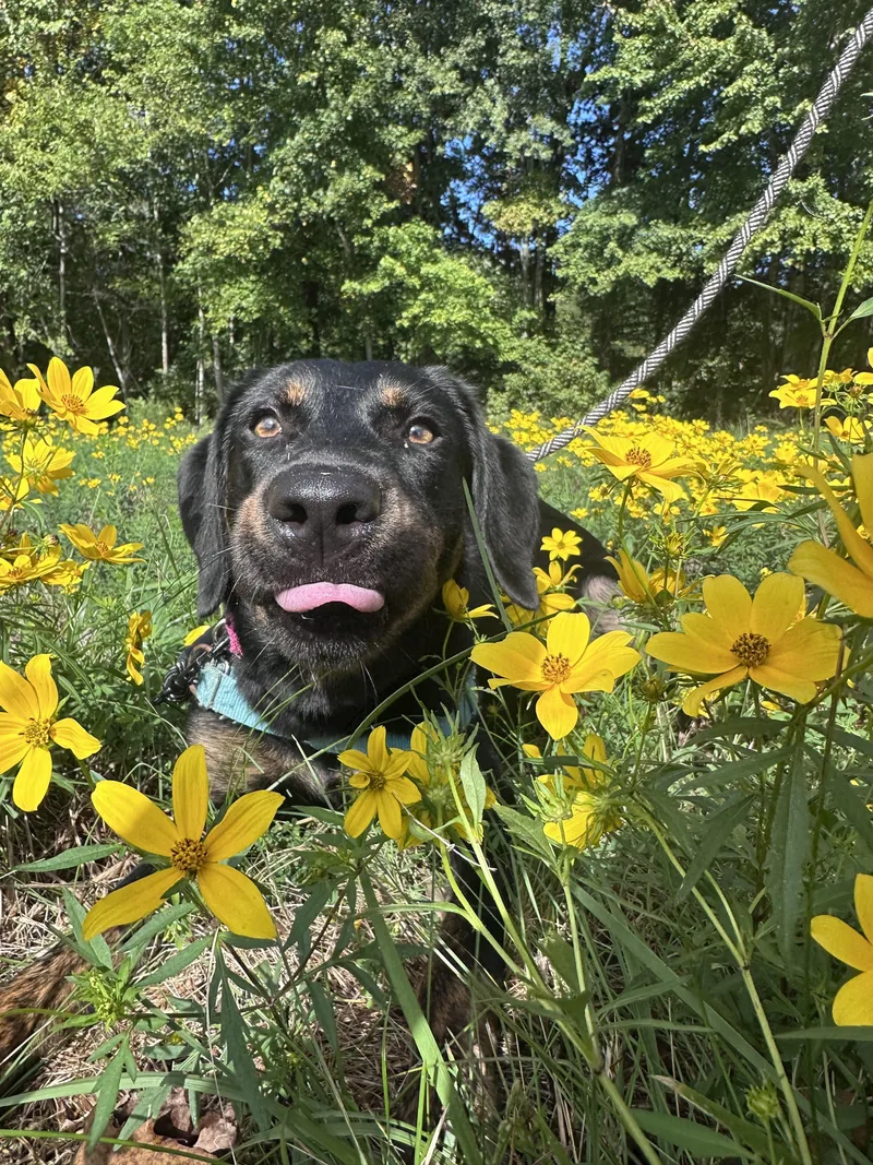 A young medium-sized female Black Doberman Pinscher dog named Hallie for adoption in Maidens, VA