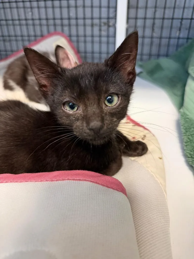 A baby small-sized male Domestic Short Hair cat named Puffer for adoption in Ewing, NJ