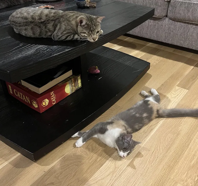 A young medium-sized male Tabby cat named Snuggles for adoption in Frisco, TX