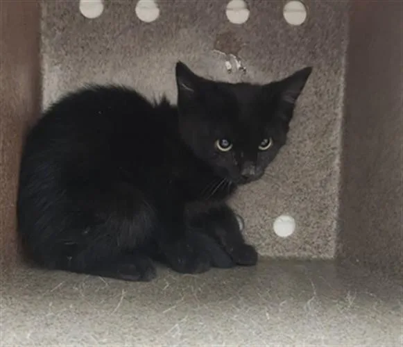 A baby small-sized female Domestic Short Hair cat named Noir for adoption in Santa Fe, NM