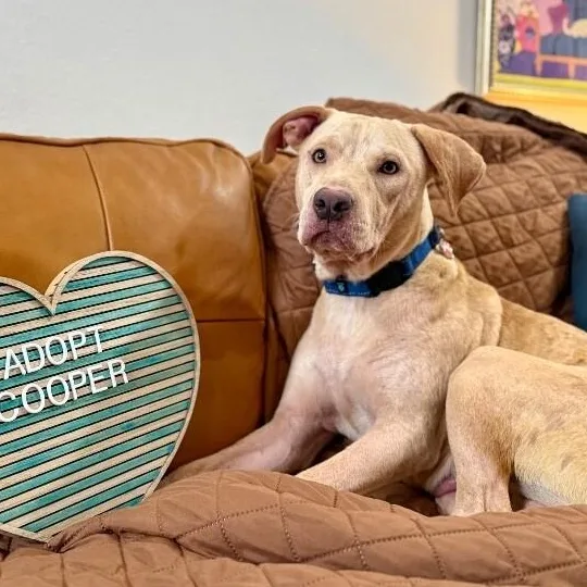 A young medium-sized male Yellow / Tan / Blond / Fawn Labrador Retriever dog named Coop The Man for adoption in Friendswood, TX