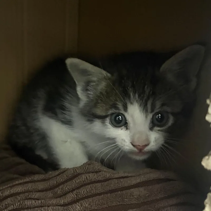 A baby small-sized male Brown / Chocolate Domestic Short Hair cat named Forrest Gump for adoption in Taos, NM