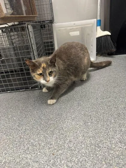 An adult small-sized female Domestic Short Hair cat named Boba Tea for adoption in Sevierville, TN