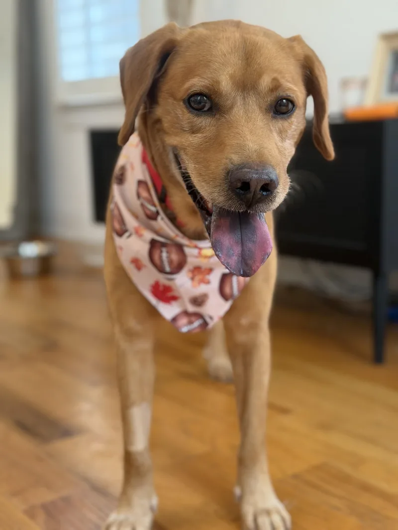 An adult medium-sized male Labrador Retriever dog named Blaze for adoption in Charlotte, NC