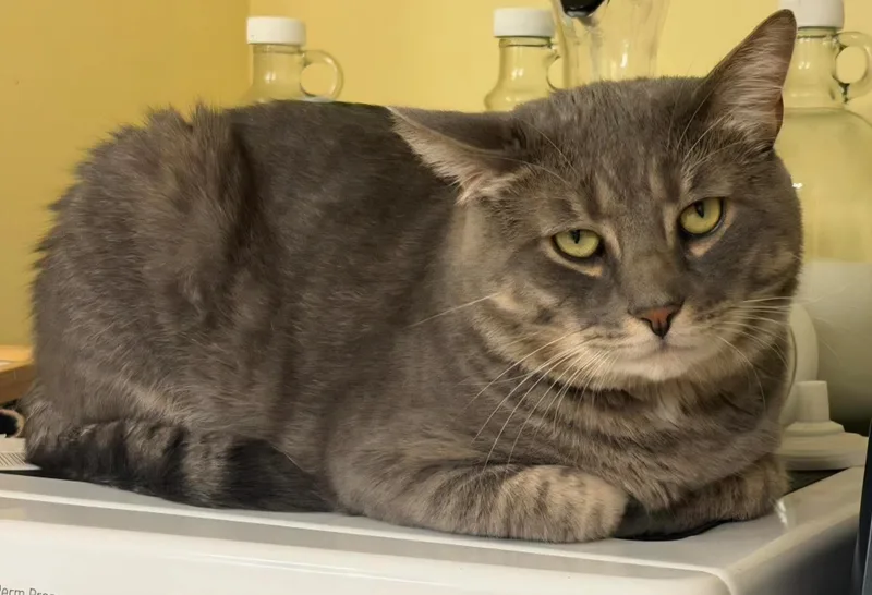 An adult large-sized male Domestic Short Hair cat named Bentley for adoption in Glastonbury, CT