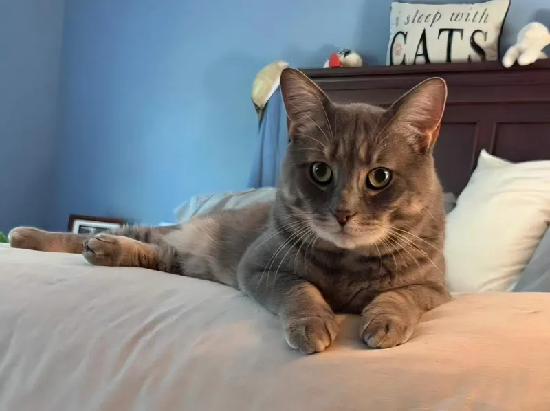 Bentley thumbnail 2