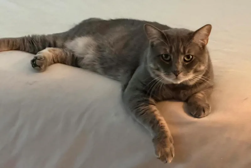 Bentley thumbnail 3