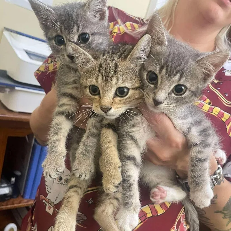 A baby small-sized female Gray / Blue / Silver Domestic Short Hair cat named Lavender for adoption in Ringtown, PA