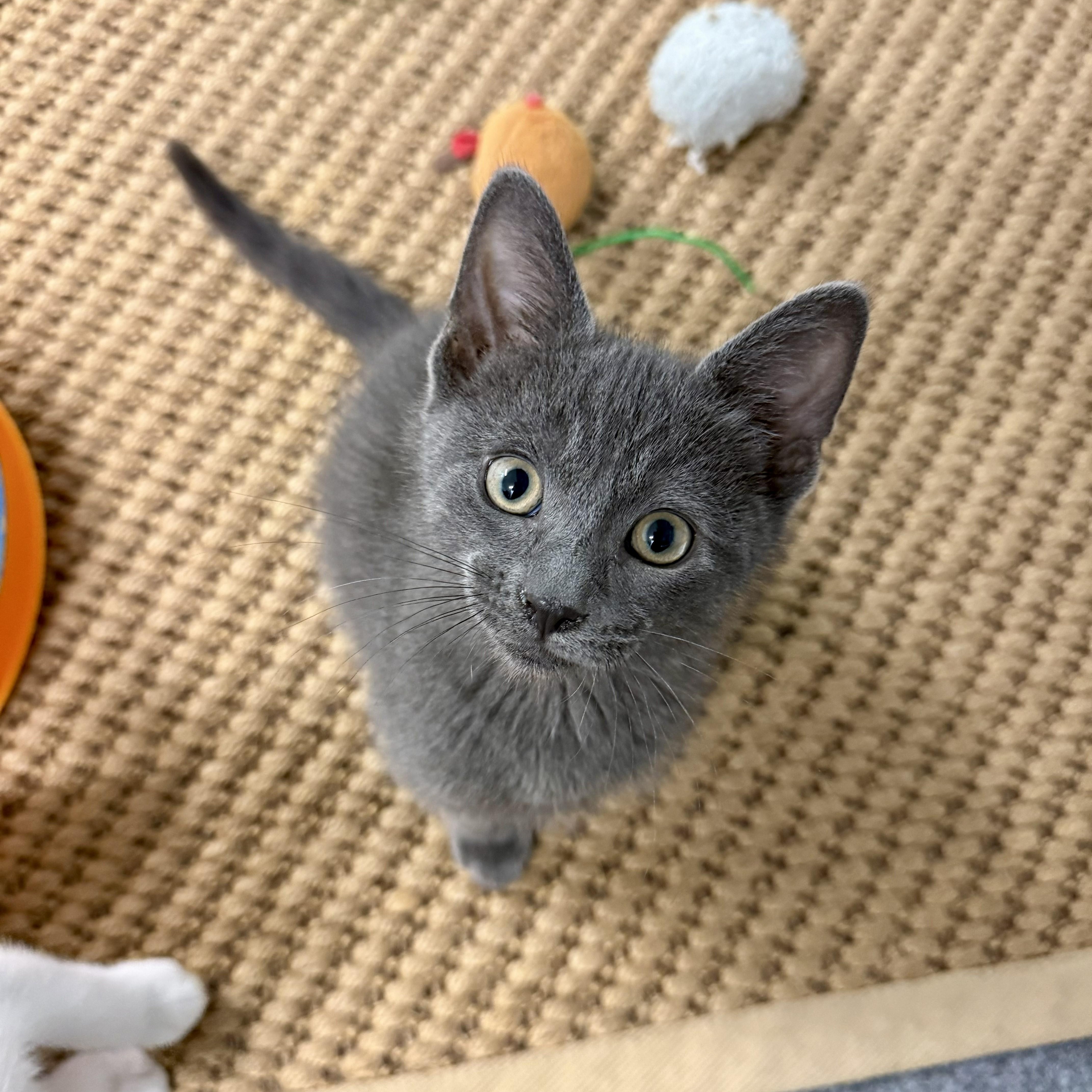 A baby medium-sized male Gray / Blue / Silver Domestic Short Hair cat named Fritter for adoption in Chicago, IL