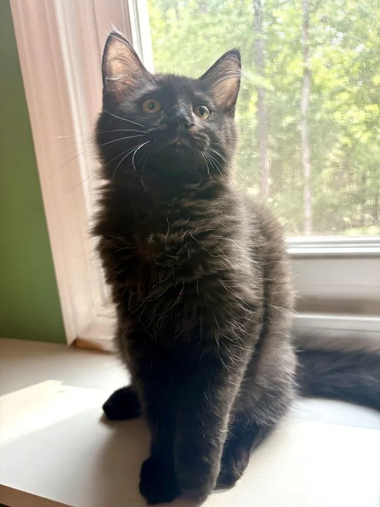 A baby small-sized male Black Domestic Short Hair cat named Monte for adoption in Jackson, GA