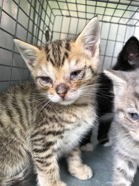 A baby small-sized male Domestic Short Hair cat named Tyga for adoption in Dallas, TX