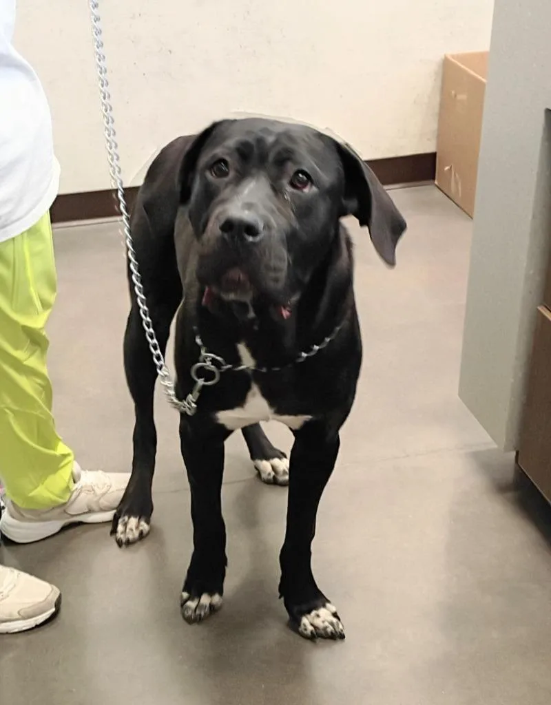 A baby medium-sized male Cane Corso dog named Khaos for adoption in Clarksville, TN
