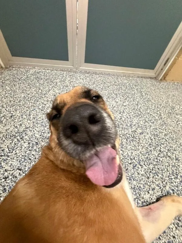 A senior medium-sized female Brown / Chocolate Shepherd dog named Mavery for adoption in Fort Collins, CO