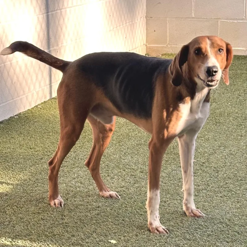 An adult medium-sized male Black Coonhound dog named Nash for adoption in LOXAHATCHEE, FL