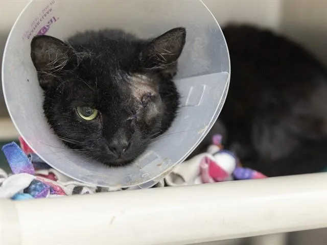 A young small-sized male Domestic Short Hair cat named Odin for adoption in Phoenix, AZ