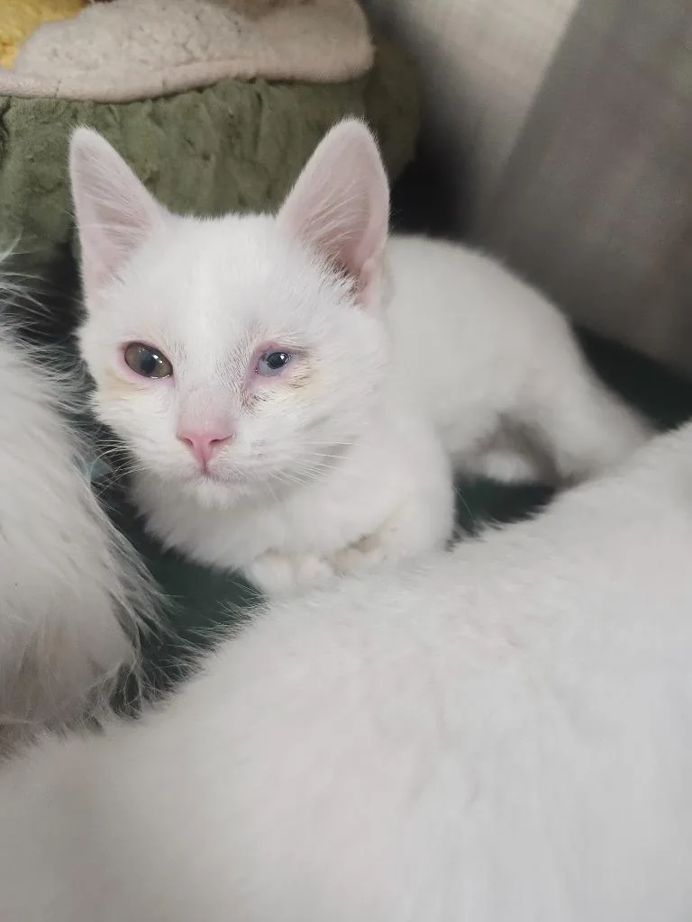 A baby medium-sized male Domestic Short Hair cat named Norbert for adoption in Greeneville, TN
