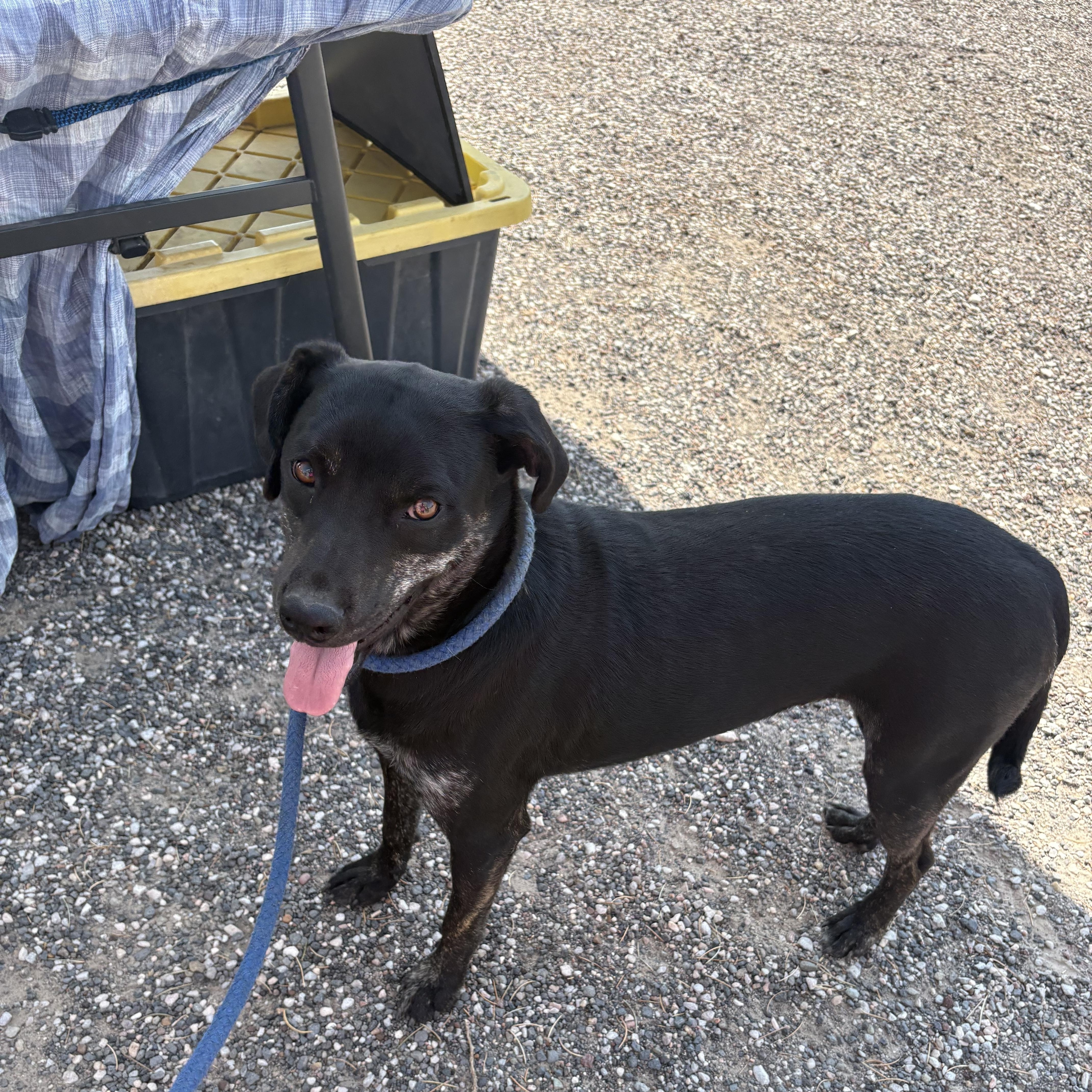 A baby medium-sized male Black Australian Cattle Dog / Blue Heeler dog named Darth for adoption in Chinle, AZ