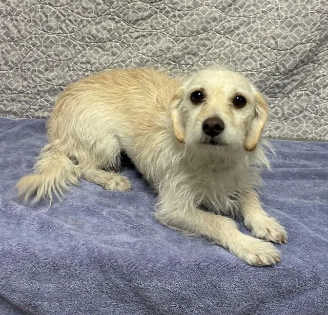 A young medium-sized female Terrier dog named Indy for adoption in Castaic, CA