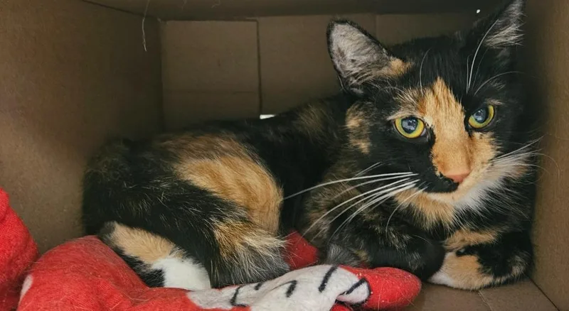 A young small-sized female Domestic Short Hair cat named Mary for adoption in Fremont, OH