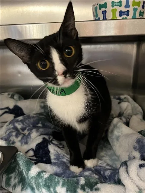 A young medium-sized female Domestic Short Hair cat named Mama for adoption in San Pedro, CA