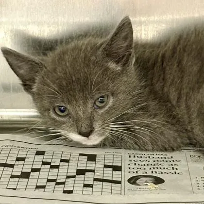 A baby medium-sized male Domestic Short Hair cat named Electronic Dance Carnival for adoption in Sacramento, CA