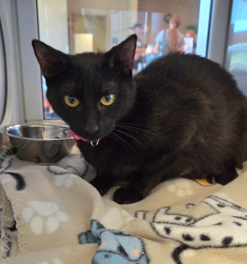 A young large-sized female Domestic Short Hair cat named River for adoption in Sidney, OH