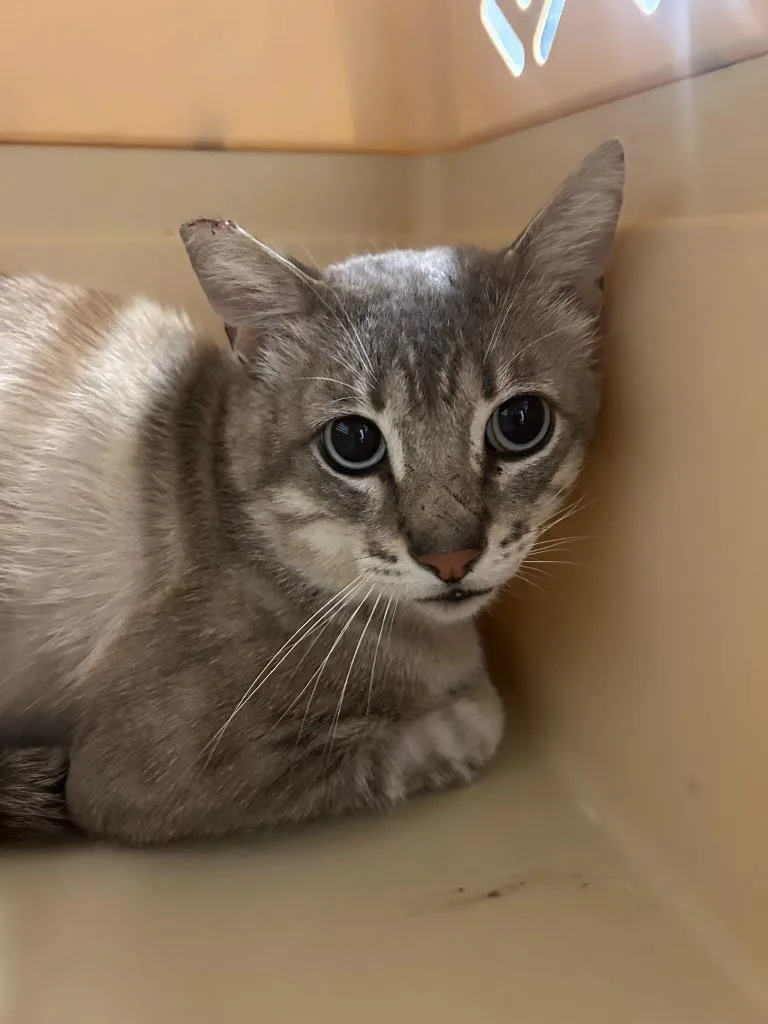 An adult small-sized male Domestic Short Hair cat named Ruckus for adoption in Thousand Oaks, CA