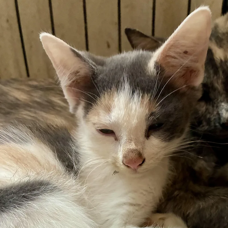 A baby medium-sized female Dilute Calico cat named Hazel for adoption in Bridgeton, NC