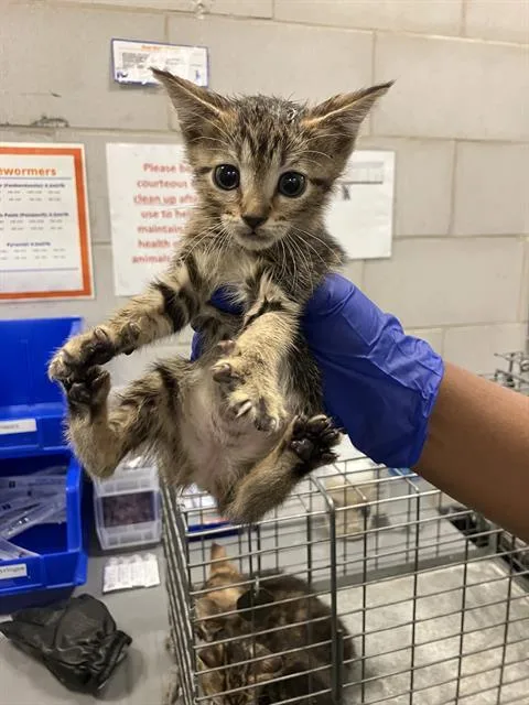 A baby small-sized female Domestic Short Hair cat named Lola for adoption in Dallas, TX