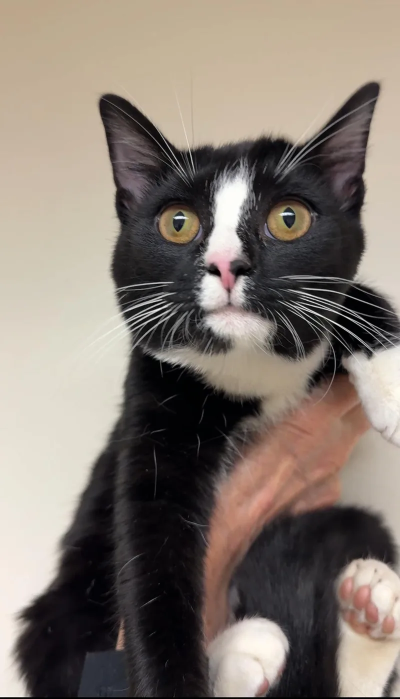 A young medium-sized male Black & White / Tuxedo Domestic Short Hair cat named Big Man for adoption in New york, NY