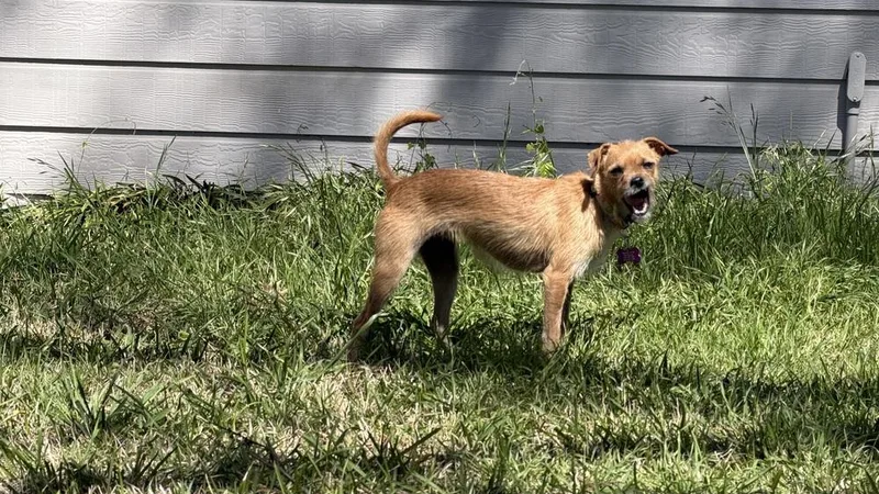 An adult small-sized female Brown / Chocolate Terrier dog named Annabelle for adoption in Richardson, TX