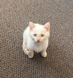 A baby small-sized male White Domestic Short Hair cat named Finn for adoption in Oakland, CA