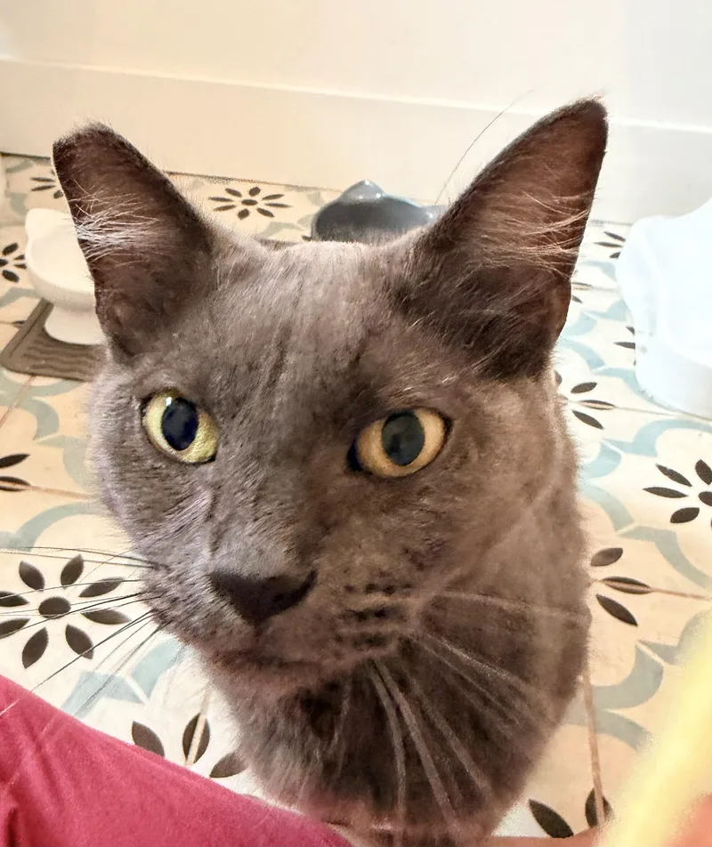 Calypso
