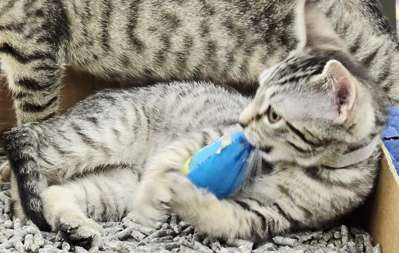 A young medium-sized male Tabby (Gray / Blue / Silver) Domestic Short Hair cat named Boba for adoption in Nottingham, MD
