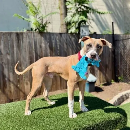 An adult medium-sized male Mixed Breed dog named Klinger for adoption in Washington, DC