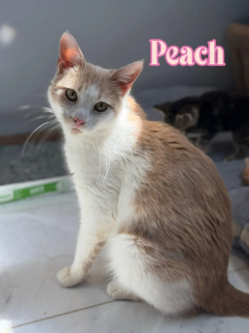 An adult medium-sized female Orange & White Domestic Short Hair cat named Peach for adoption in Spring Lake, NJ