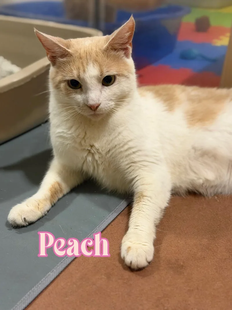 Peach thumbnail 2