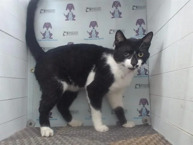 An adult small-sized male Domestic Short Hair cat named Jack Be Quick for adoption in Orlando, FL