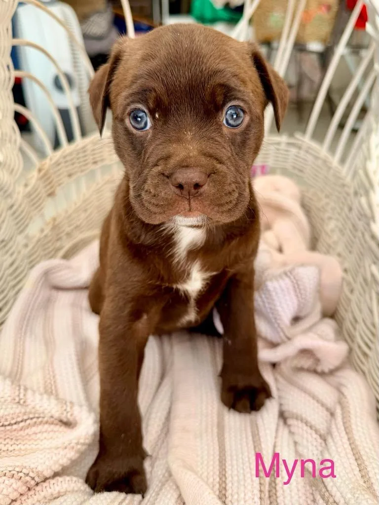 A baby large-sized female American Staffordshire Terrier dog named Myna for adoption in Ewing, NJ