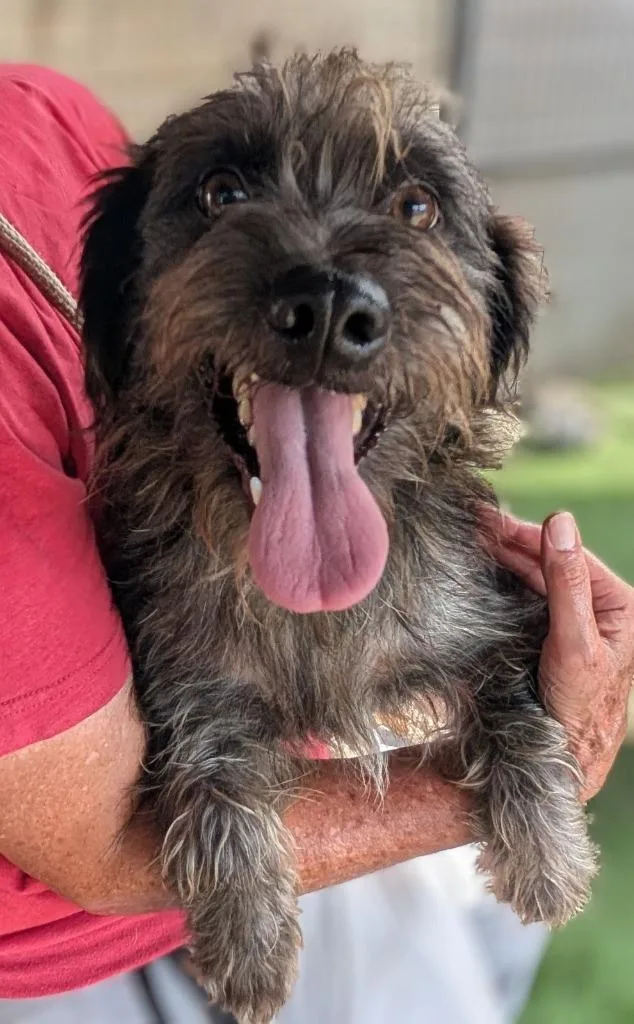 A young small-sized male Schnauzer dog named Dormer for adoption in San Diego, CA