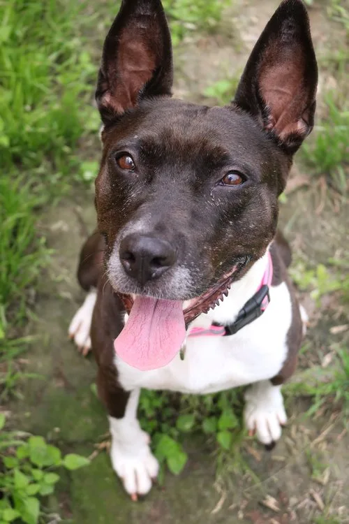 A young medium-sized female Black Mixed Breed dog named May for adoption in Leander, TX