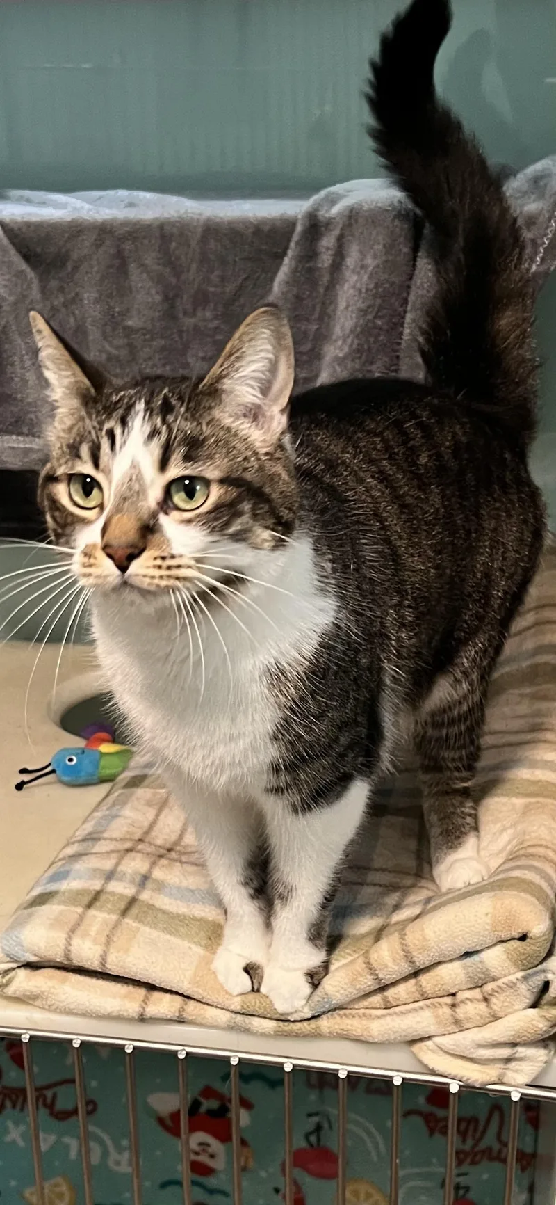An adult medium-sized female Tabby (Brown / Chocolate) Domestic Short Hair cat named Molly for adoption in Holland, MI
