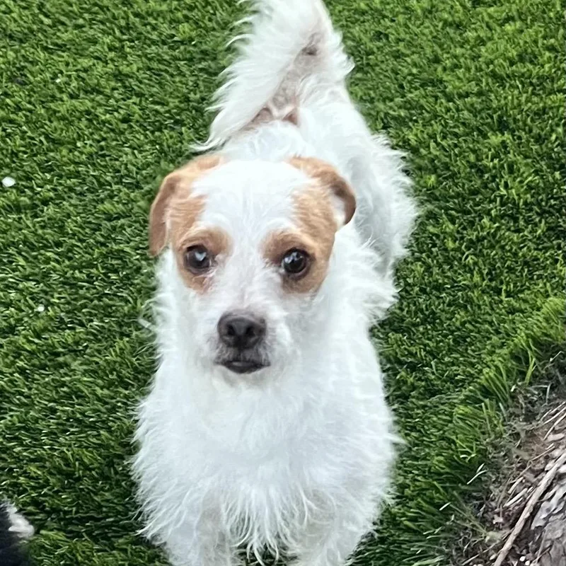 Sho Nuff thumbnail 2