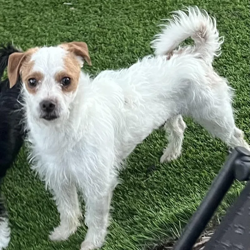 Sho Nuff thumbnail 3