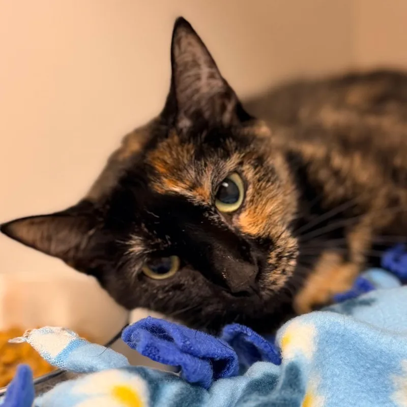 A young medium-sized female Tortoiseshell Domestic Short Hair cat named Luna for adoption in Champaign, IL