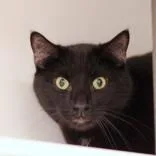 An adult medium-sized male Black Domestic Short Hair cat named Oliver for adoption in Hilliard, OH