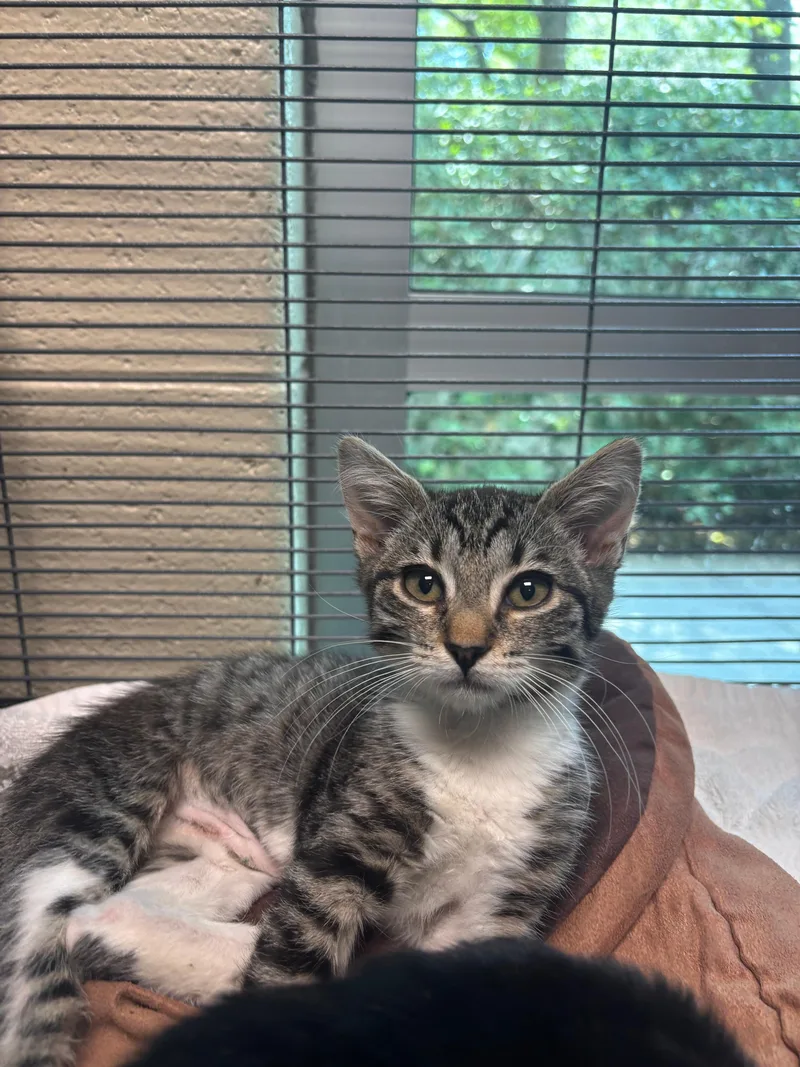 A baby medium-sized female Tabby (Brown / Chocolate) Domestic Short Hair cat named Nina for adoption in Charleston, SC