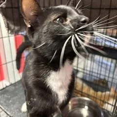 A baby large-sized male Black & White / Tuxedo Domestic Short Hair cat named Glenn for adoption in Phoenix, AZ