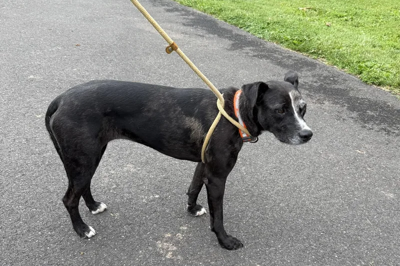 An adult medium-sized female Catahoula Leopard Dog dog named Ash for adoption in Chalfont, PA