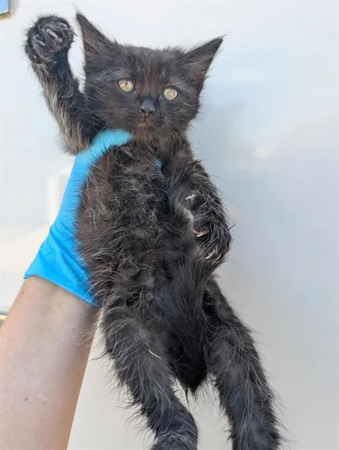 A baby small-sized male Domestic Long Hair cat named Sokrates for adoption in San Antonio, TX